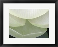 Lotus Detail V Framed Print