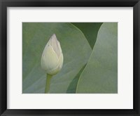Lotus Detail VII Framed Print