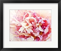 Monet's Peony I Framed Print