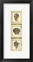 Small Rustic Shell Panel I Framed Print