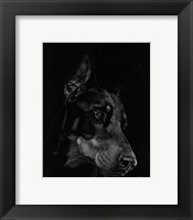 Framed Canine Scratchboard III