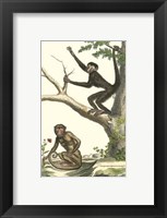 Framed Coaita and Sajou Monkeys