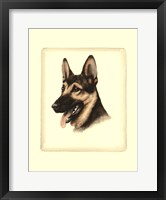 Framed German Shepard