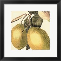 Framed Graphic Lemon