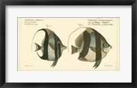 Framed Antique Fish I