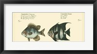 Framed Antique Fish II