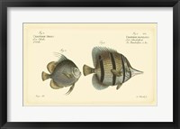 Framed Antique Fish III