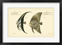 Framed Antique Fish IV