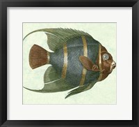 Framed Angel Fish I