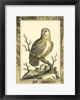 Majestic Perch I Framed Print