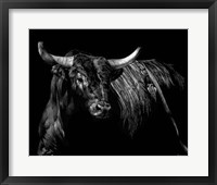 Framed Brindle Rodeo Bull