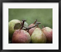 Comice Pears II Framed Print