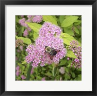 Flight of the Bumble Bee I Framed Print