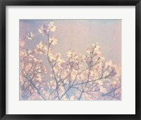 Flowering Dogwood II Framed Print