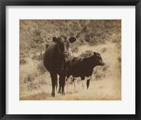 Lone Star Cows I Framed Print