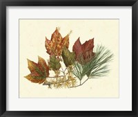 Framed Red Maple, Tamarack & White Pine