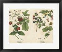 Kitchen Fruits II Framed Print