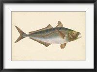 Framed Antique Fish III