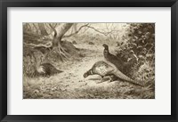 Framed Pheasant