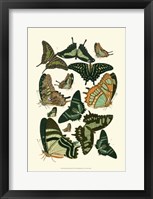 Framed Green Butterfly Study