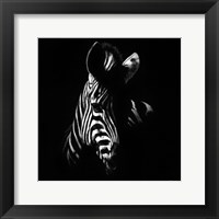 Framed Wildlife Scratchboards V