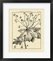 Framed Vintage Botanical Study I