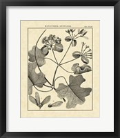Framed Vintage Botanical Study II
