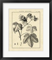 Framed Vintage Botanical Study IV