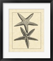 Antique&Deckle Vintage Starfish I Framed Print