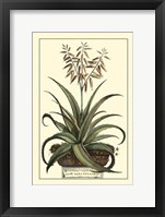 Framed Antique Munting Aloe III