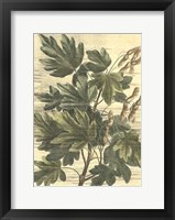 Framed Weathered Maple Leaves I