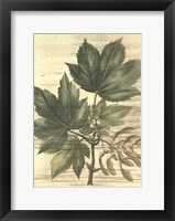 Framed Weathered Maple Leaves II