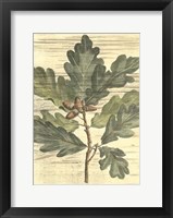 Weathered Oak Leaves I Framed Print