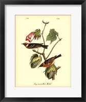 Framed Bay Breasted Wood-Warbler