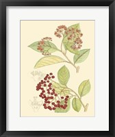 Framed Berries & Blossoms II