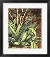 Framed Graphic Aloe I