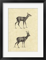 Framed Vintage Deer I