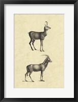 Framed Vintage Antelope