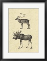 Framed Vintage Elk