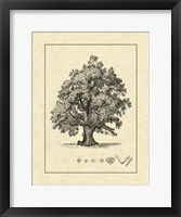 Framed Vintage Tree III