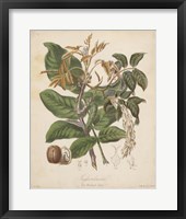 Framed Botanicals VI