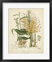 Framed Botanicals VII