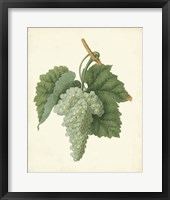 Framed Plantation Grapes II