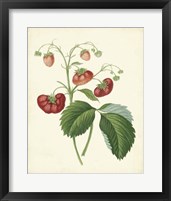 Framed Plantation Strawberries II
