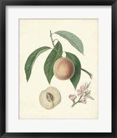 Framed Plantation Peaches I