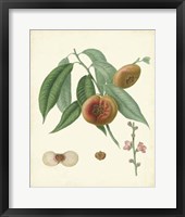 Framed Plantation Peaches II