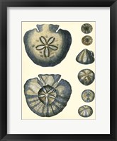 Framed Antique Blue Sanddollar