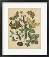 Butterfly Stages II Framed Print