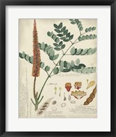 Botanical by Descube II Framed Print