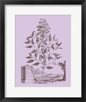 Framed Romantic Jasmine